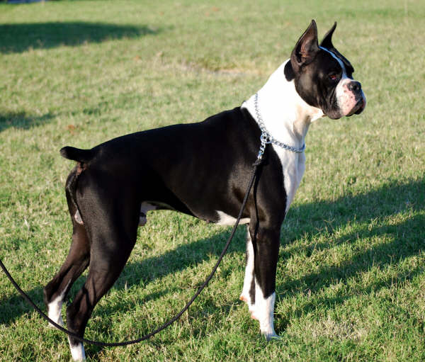 sealed boxer dog