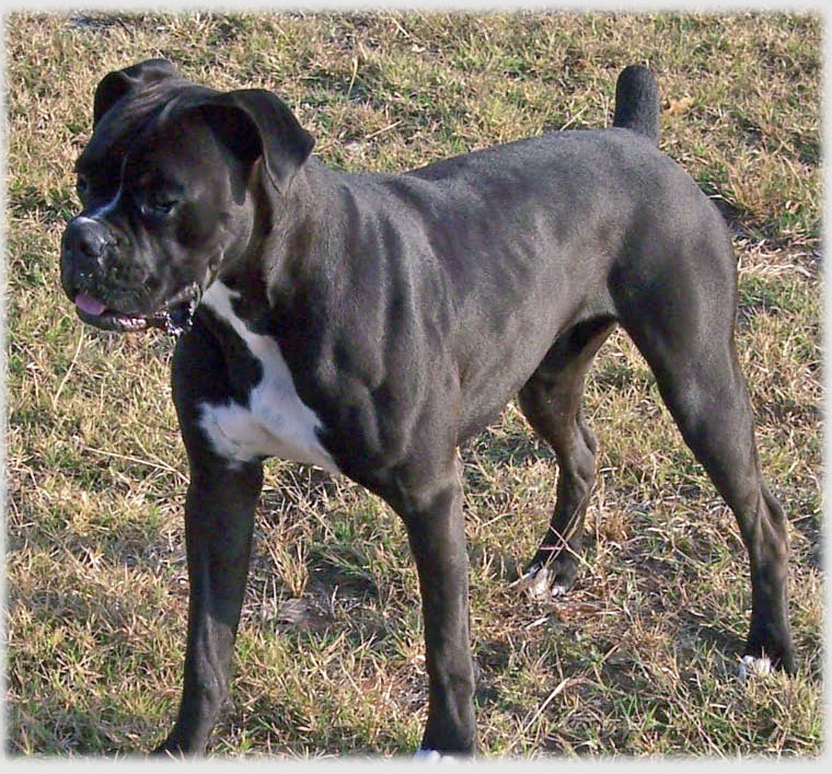 Erasure Smuk Doven AKC Black Boxer Champion Boxer Puppy For Sale In Texas Boxer Breeder Black Boxer  Puppy