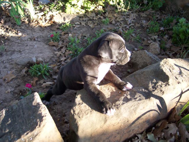 boxer puppies for sale in colorado. Picture of Black Boxer Puppies